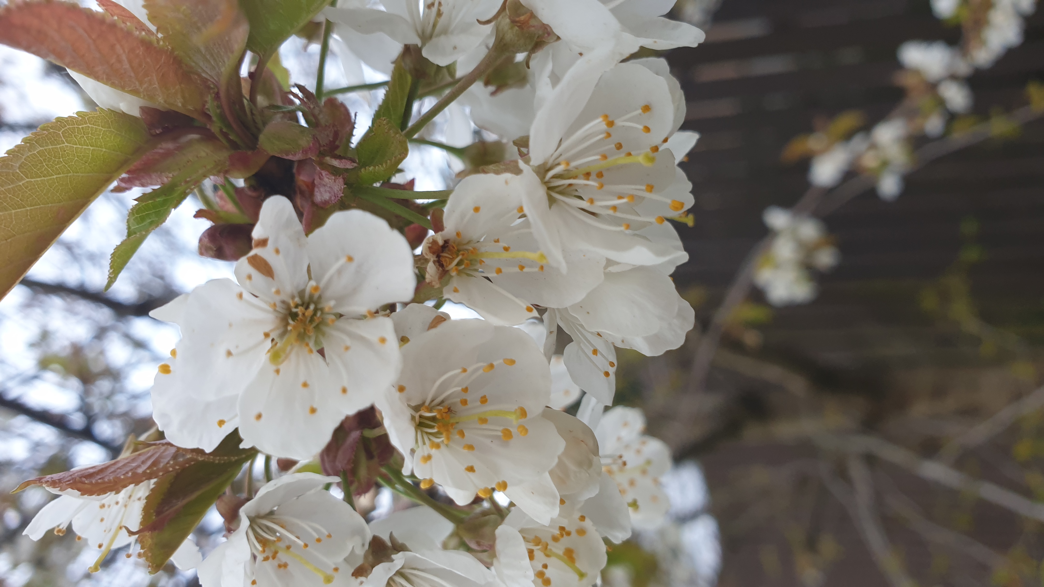 Hawthorn Flower